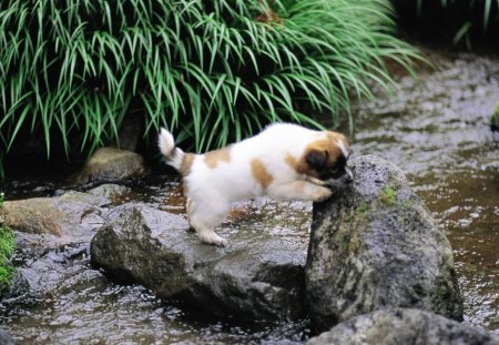 curious puppy - river, puppy, dogs, tree