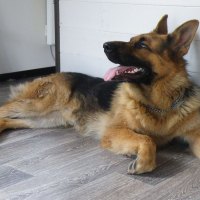 German shepherd