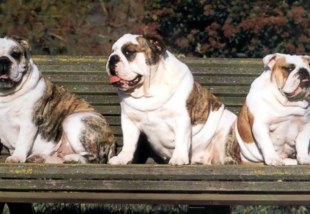 bulldog sitting on the bench - bench, dogs, animals, bulldog