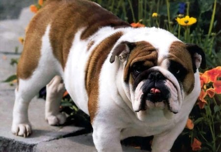 bulldog - flower, bulldogs, animals, grass