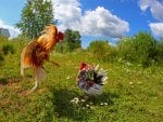 *** Feisty roosters ***