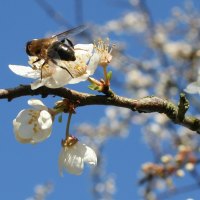 A bee on a branch in the spring