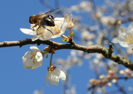 A bee on a branch in the spring - spring, tree, bee, branch