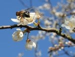 A bee on a branch in the spring