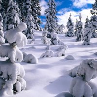 Winter with pine trees covered with snow