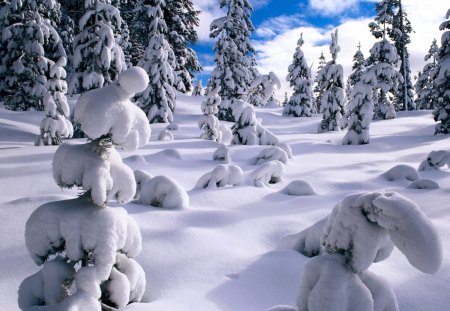 Winter with pine trees covered with snow - winter, trees, snow, pine