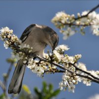 Spring with a bird in the tree with white blossom