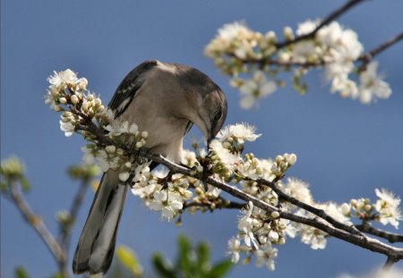 Spring with a bird in the tree with white blossom - wings, tree, birds, branch