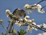 Spring with a bird in the tree with white blossom