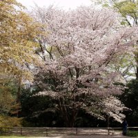 sakura-festival 