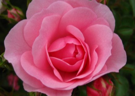 Rose - flower, pink, nature, rose