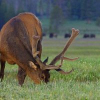 deer grazing