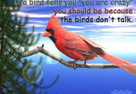 A Bird - bird, aaangelitooo, red