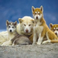 Baffin island sledge dogs