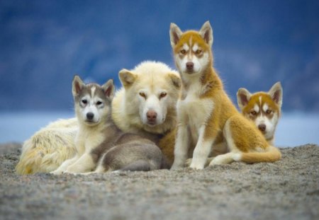 Baffin island sledge dogs - dog, sledge dog, pet, animal