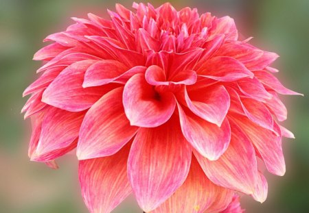 Beautiful dahlia - summer, dahlia, flower, pink