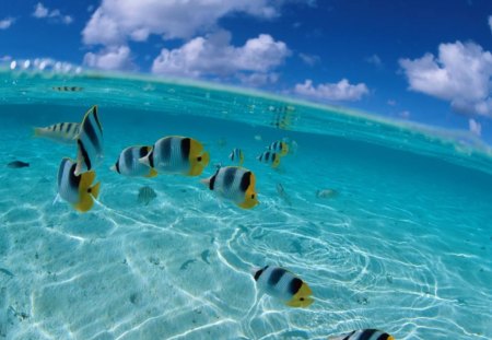 TROPICAL COAST - fishes, clouds, ocean