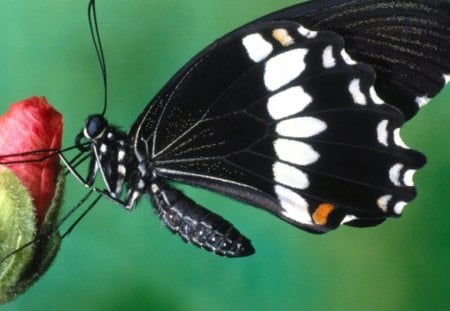 bud&butterfly - flowerbud, white, black