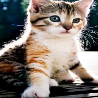 mr.kitty