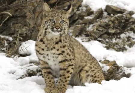 bobcat - winter, snow