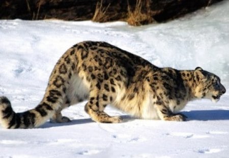 snow leopard - hunting, crouching