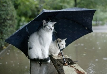 BaD WeAtHeR - nature, umbrella, cats, rain, flood