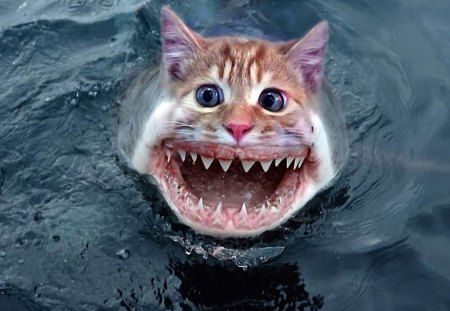 ShArK MuTaNt - funny, animal, wallpapers, animals, sharp teeth, cat, ocean, shark, artworck