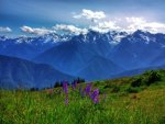 Alpine Flowers