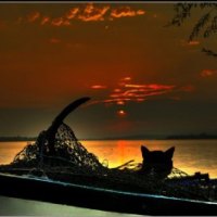 the cat in the net