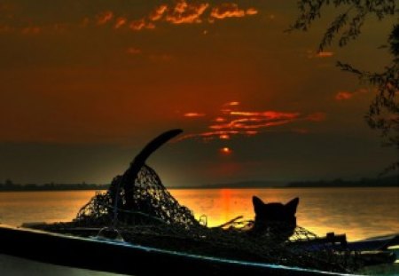 the cat in the net - net, cat, i, poet, the, sunset, am