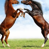 Fight of Horses