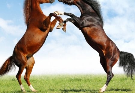 Fight of Horses - horses, fight