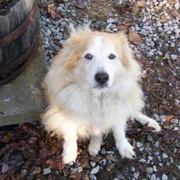 my dog, r.i.p