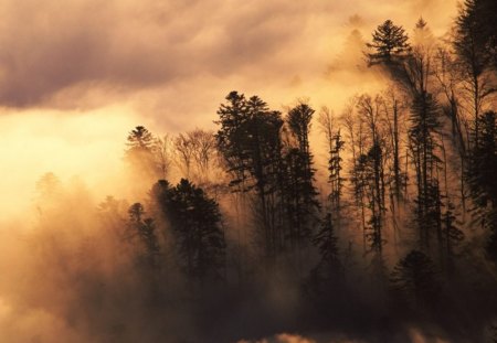 Woodland in Mist - nature, sky, cloud, trees, forest, foggy, mist