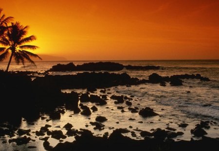 SHORE OAHU HAWAII - palm trees, shore, stones, sunset