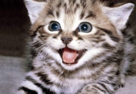 SMILING CUTENESS - cute, fur, smile, kitty