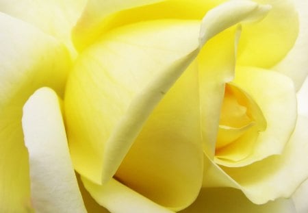 YELLOW ROSE - petals, gold