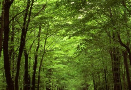 WOODS - path, trees, leafy clouds