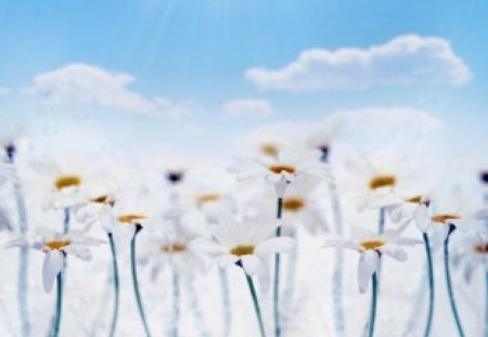 FLOWER MEADOW CAMOMILES - flowers, sunray, clouds