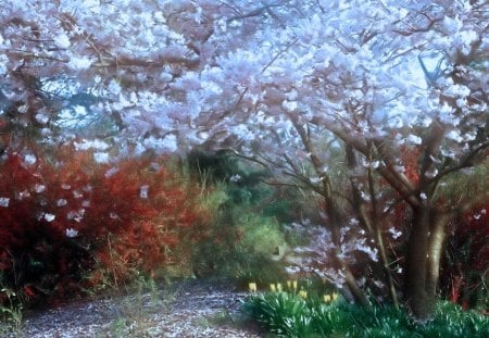 CHERRY TREE - white flowers, tree, green