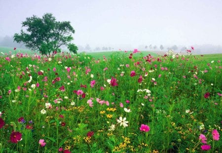 RUDBECKIA - flowers, grass, tree