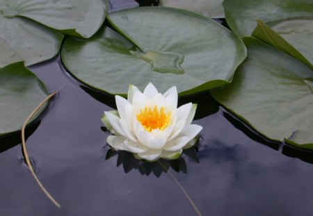 WHITE LOTUS - water, pond, big flat leaves