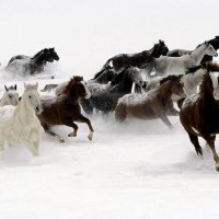 Galloping Horse Herd