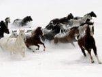 Galloping Horse Herd