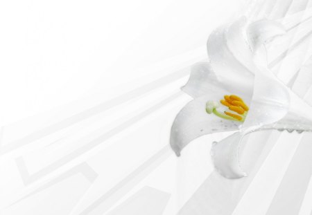 Spring lily - white rose, spring