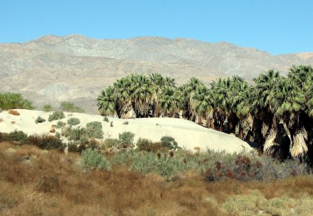 The sand dune - nature, dunes