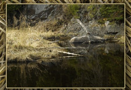 Golden grass - frame, grass