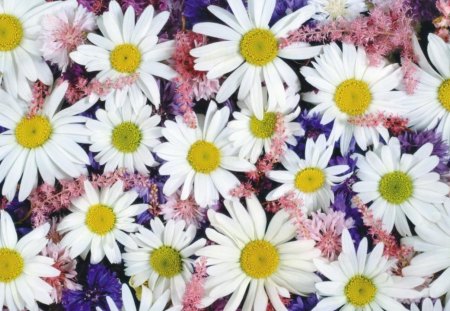 Daisies - flowers, daisies