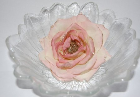 Flower in a glass bowl - flowers, bowls