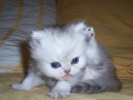 Cute kitten